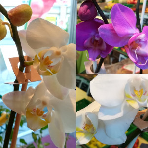 Bio-Orchideen zum Verkauf - Biomarkt Biodelikat Bad Tölz - Bioladen mit Atmosphäre