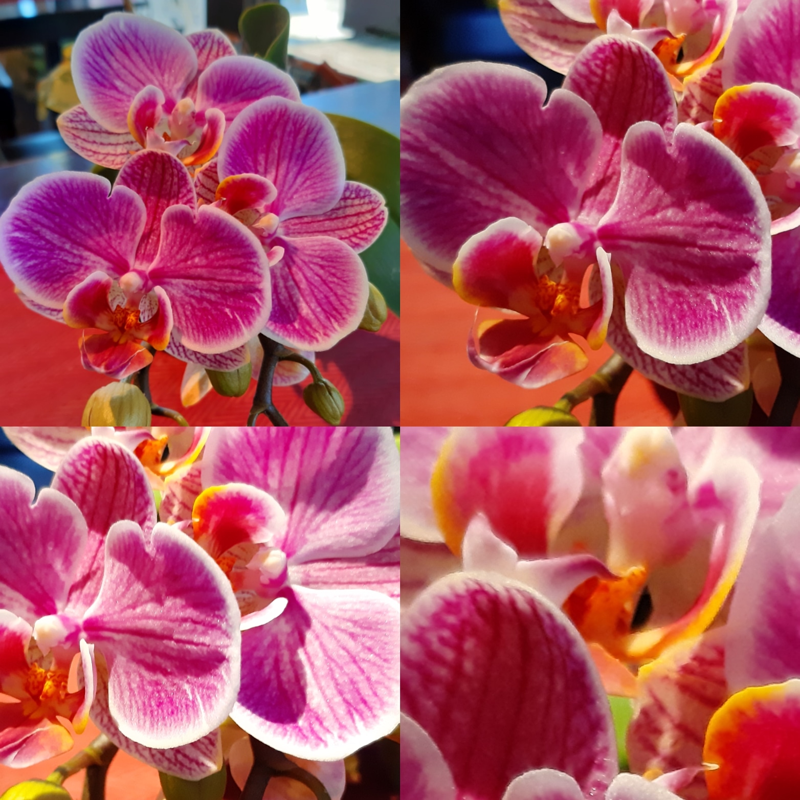 Orchideen für das Laden-Ambiente - Biomarkt Biodelikat Bad Tölz - Bioladen mit Atmosphäre